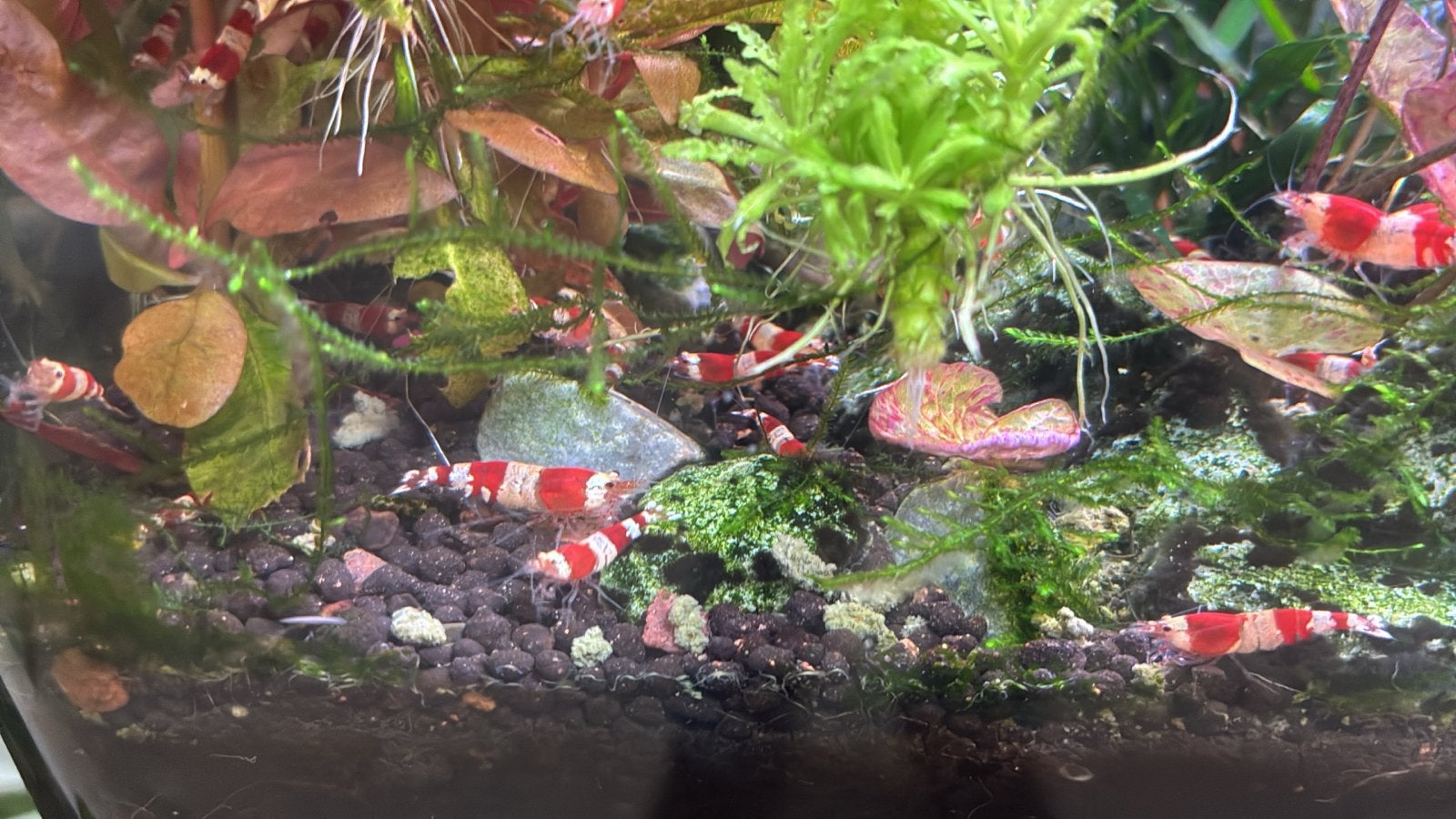Red Crystal garnalen, Dieren en Toebehoren, Kreeft, Krab of Garnaal, Zoetwatervis, Schoolvis