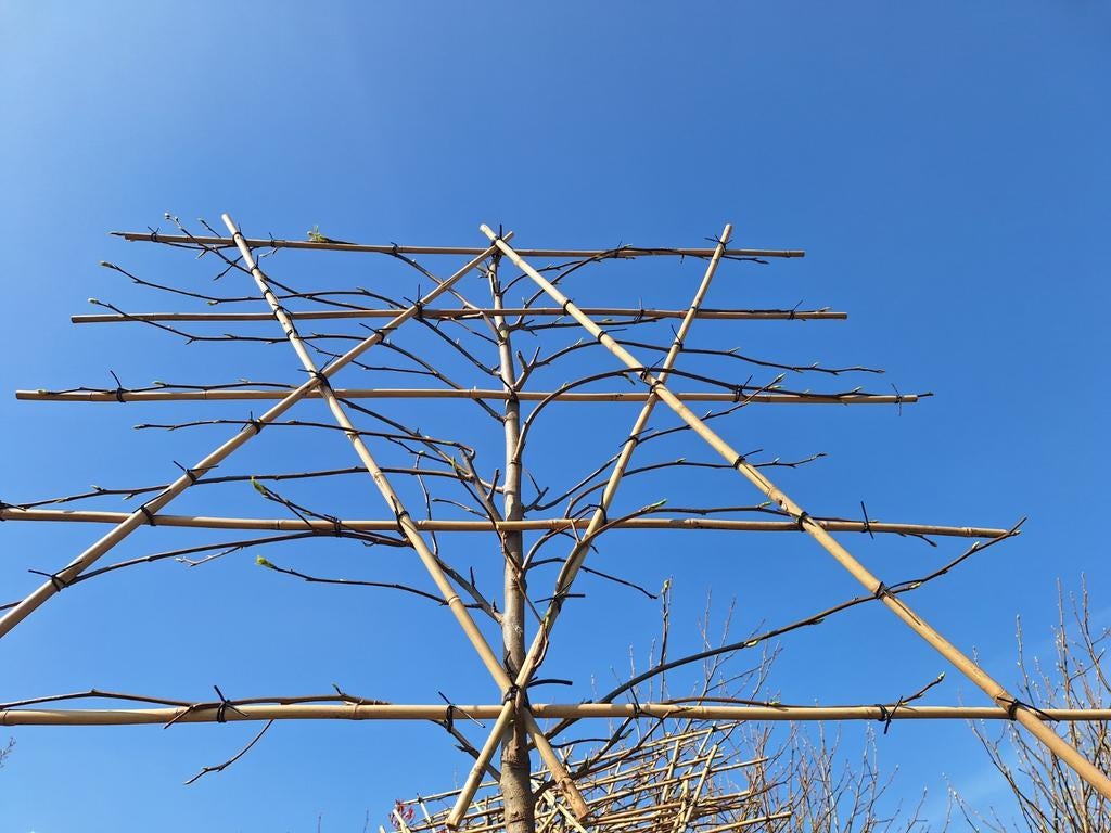 Amberboom hoogstam, leiboom, dakboom Liquidambar Worplesdon, Ophalen, Leiboom