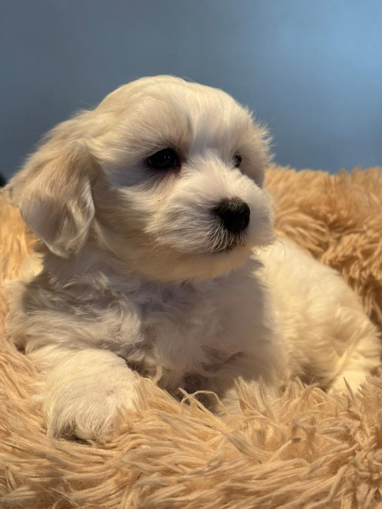 Prachtige pups! ( Maltezer met Dwergpoedel ) Maltipoo, Poedel, Parvo, Nederland, 8 tot 15 weken