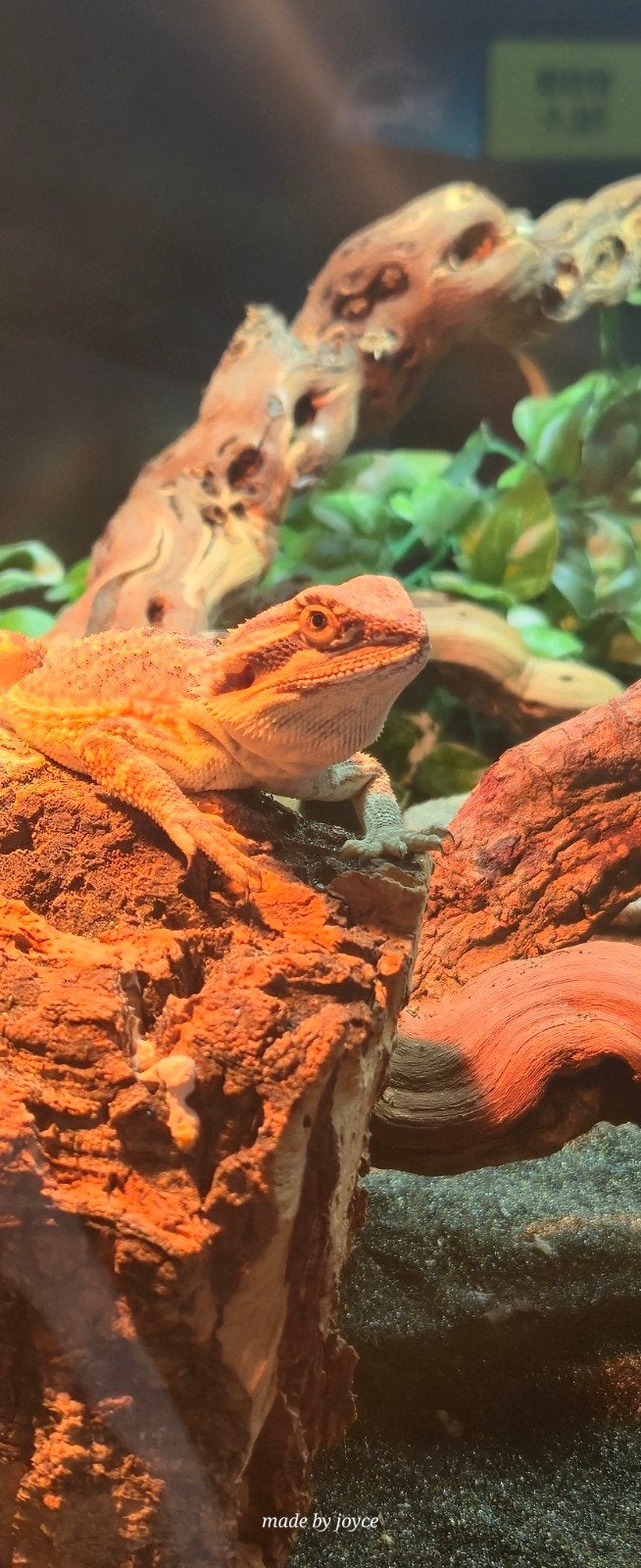 vrouwelijke baardagaam Bearded Dragon - female for sale from flower