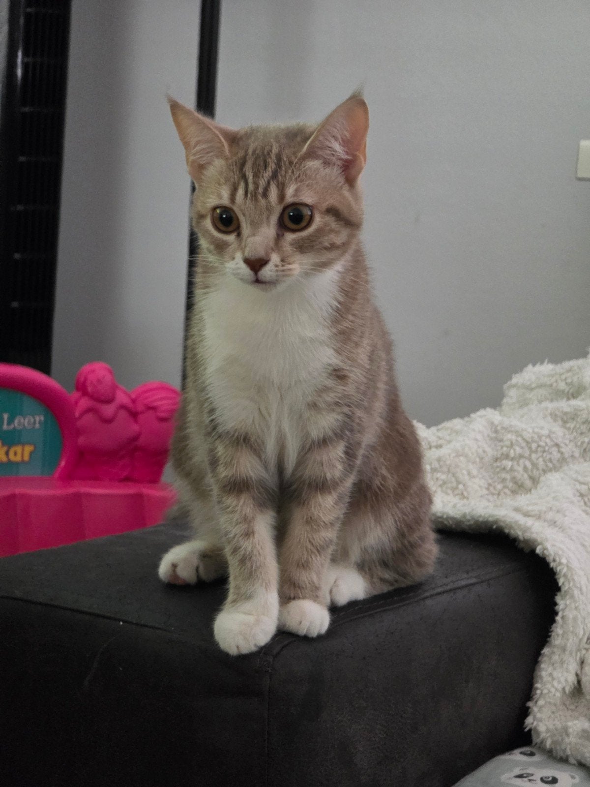 mooie beige poes, Dieren en Toebehoren, Poes, Ingeënt