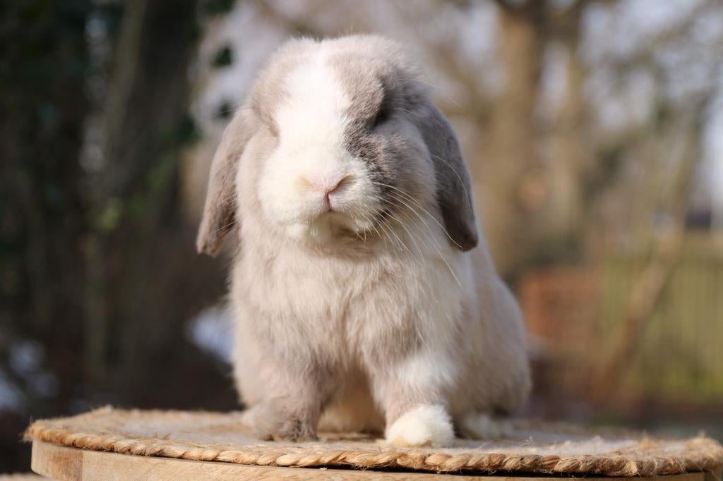 Prachtige gecastreerde minilop ram, Dieren en Toebehoren, Konijnen, Dwerg, Mannelijk