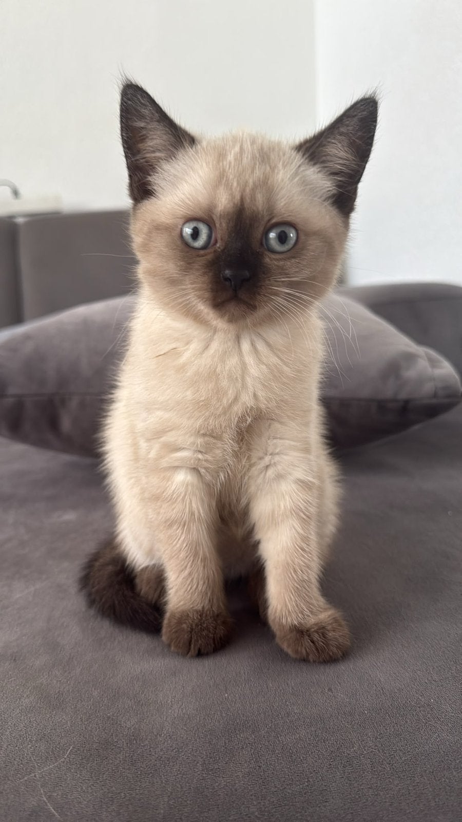 Britse kort haar blue point, Dieren en Toebehoren, Katten en Kittens | Raskatten | Korthaar, Poes