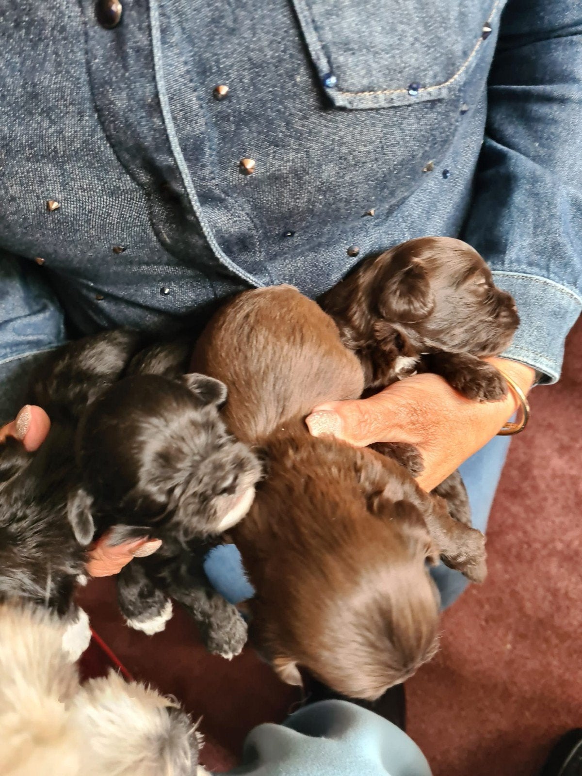 Mooie Boomer -Maltipo puppie's, Dieren en Toebehoren, Overige rassen, 8 tot 15 weken, Meerdere, Meerdere dieren