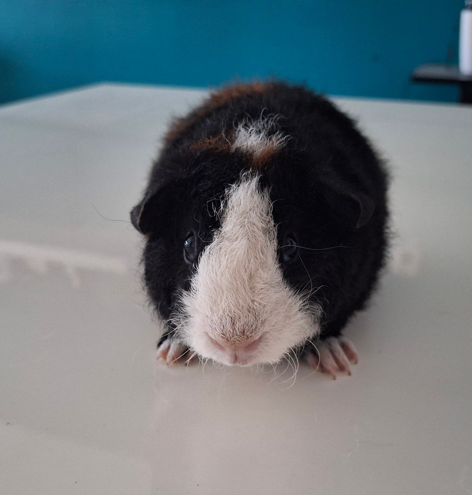 Mooie US teddy beertje, Dieren en Toebehoren, Knaagdieren, Cavia, Juni, Mannelijk, Tam