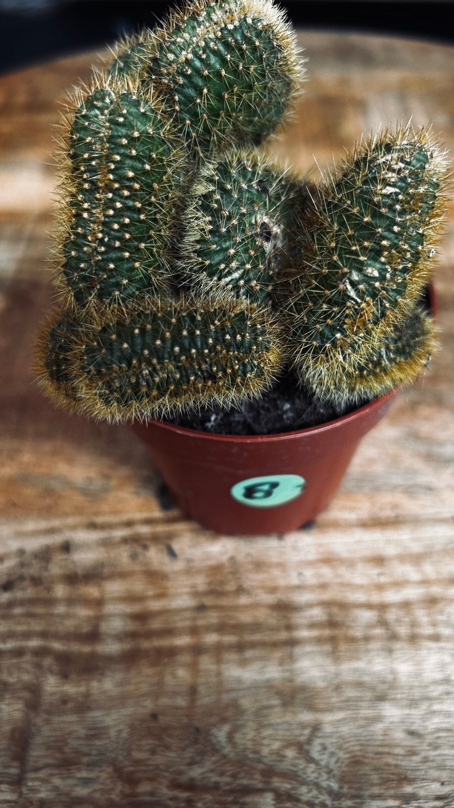 Decoratieve cactus  8, Tuin en Terras, Volle zon, Vaste plant, Bloeit niet, Ophalen