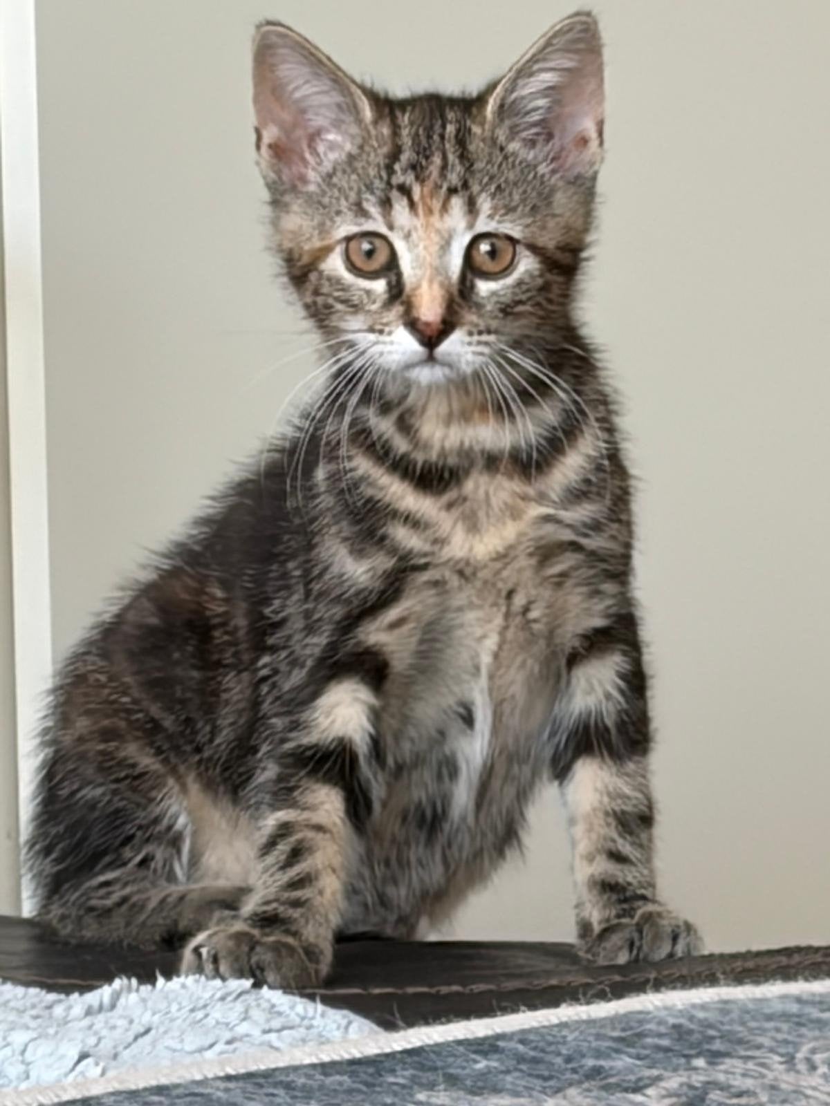 2 kittens te koop (zwart & grijs), Poes, Ontwormd, 0 tot 2 jaar