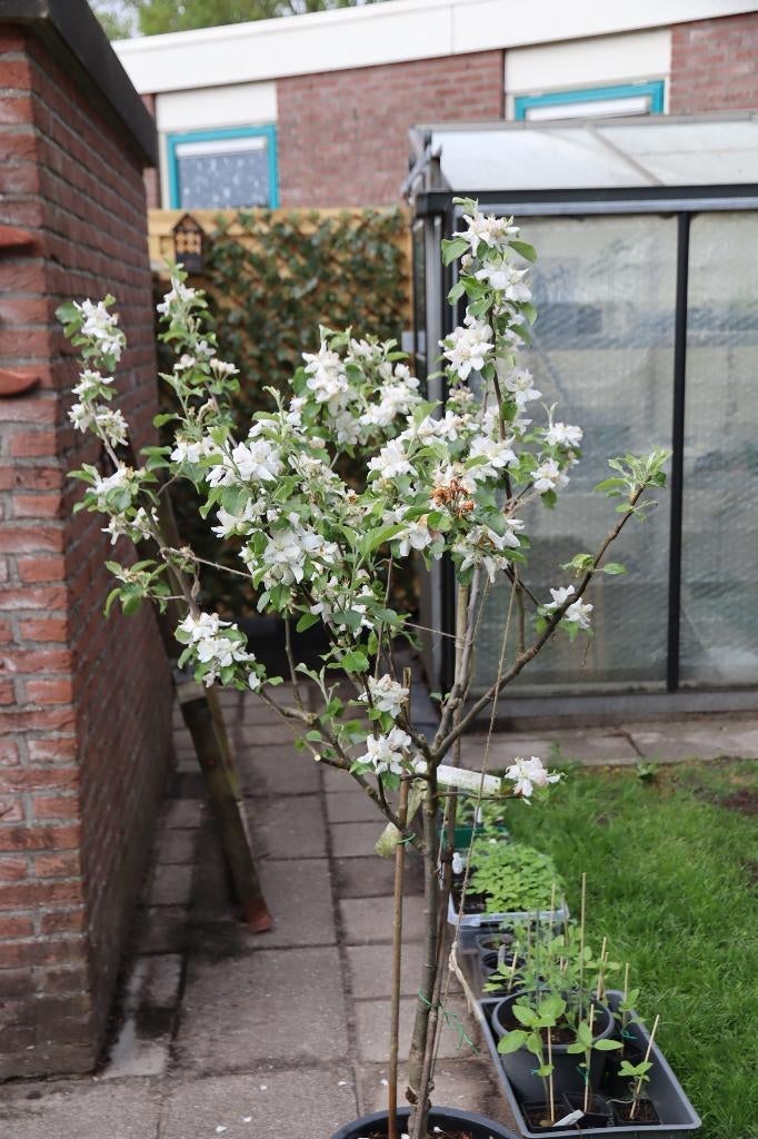 appelboom Cox Orange van Hobbykweker, Tuin en Terras, Ophalen, 100 tot 250 cm, Appelboom, Lente