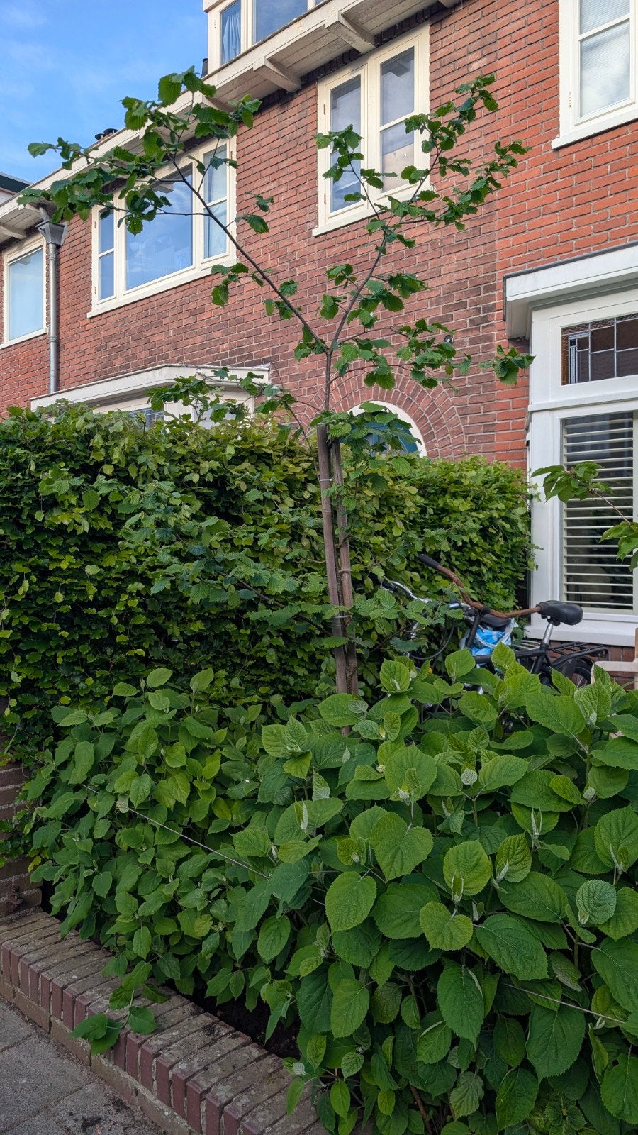 Hazelaarsboompje  2.4 meter hoog, Ophalen, Volle zon, Overige soorten