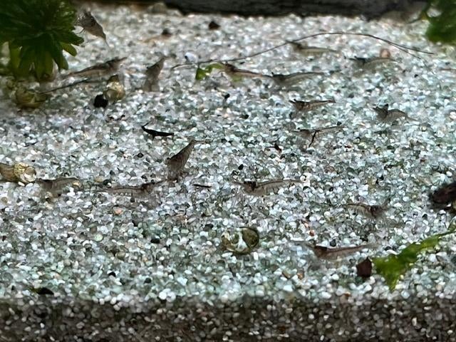 Mini Japonica Garnalen, Dieren en Toebehoren, Vissen | Aquariumvissen, Kreeft, Krab of Garnaal, Zoetwatervis