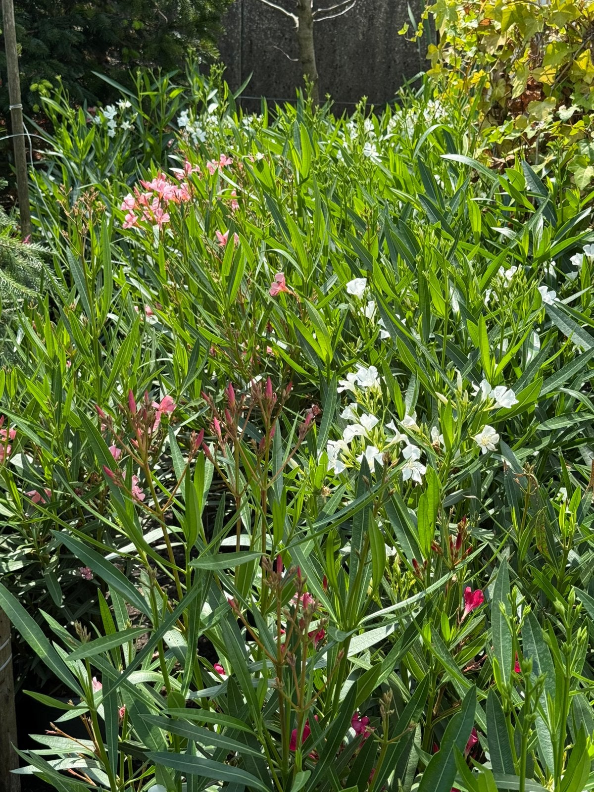 Oleanders italiaanse import nette pot 4 liter hoogte 70.+, Volle zon, Vaste plant, Zomer, Ophalen