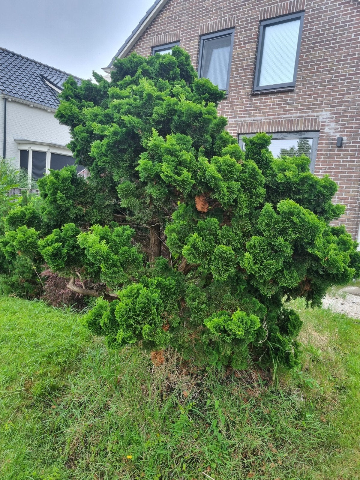 Grote Japanse cipres conifeer, Tuin en Terras, Planten | Bomen, Overige soorten, 100 tot 250 cm, Halfschaduw, Bloeit niet, Ophalen