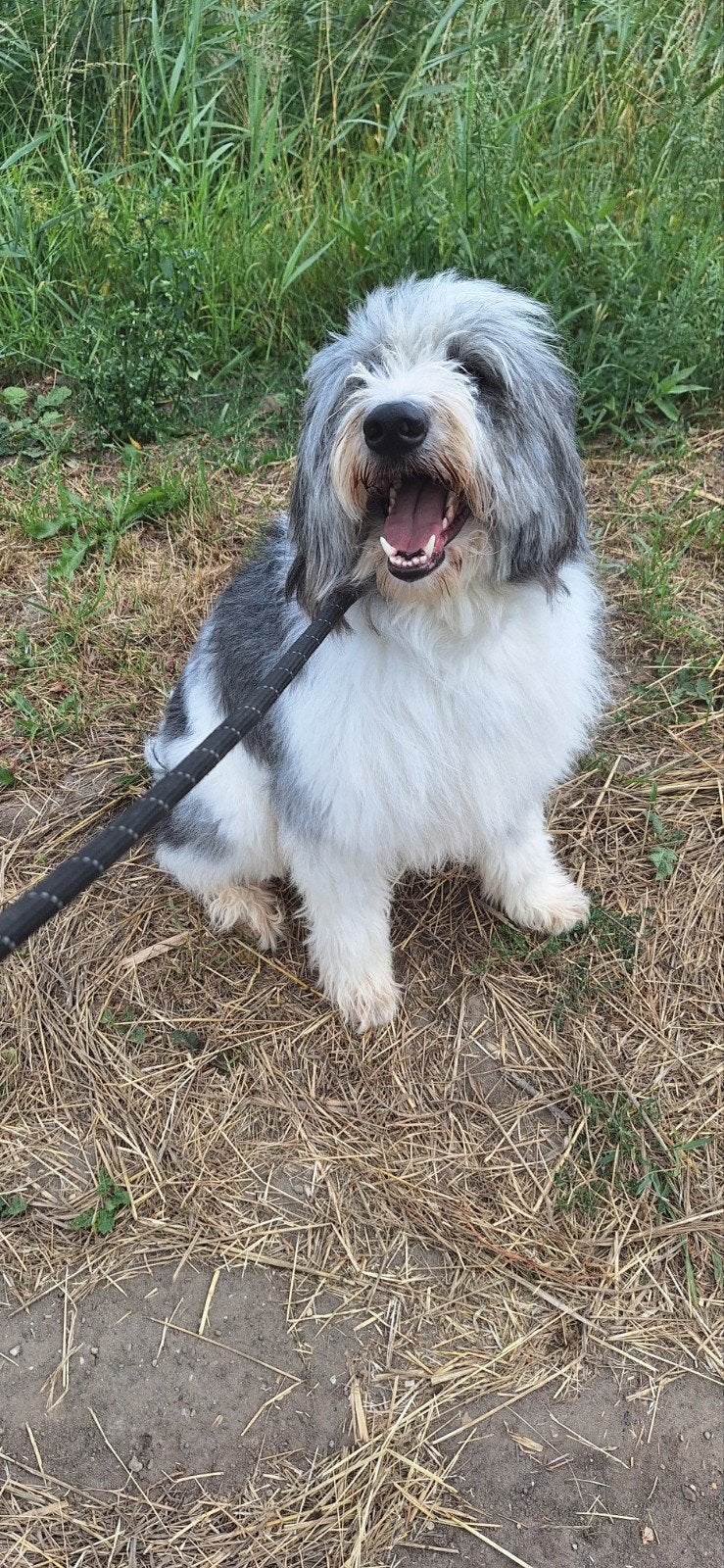 Ter adoptie Mira, Particulier, 1 tot 2 jaar, Buitenland, Teef