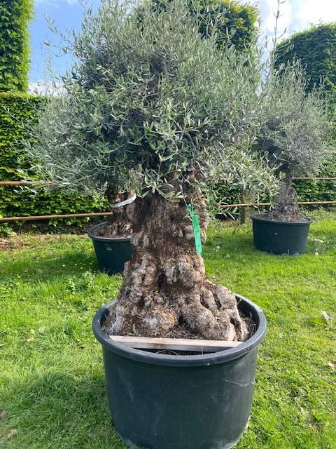 TE KOOP Olijfboom Olea Europaea NR: BA1, Overige soorten, 100 tot 250 cm, Zomer, Ophalen