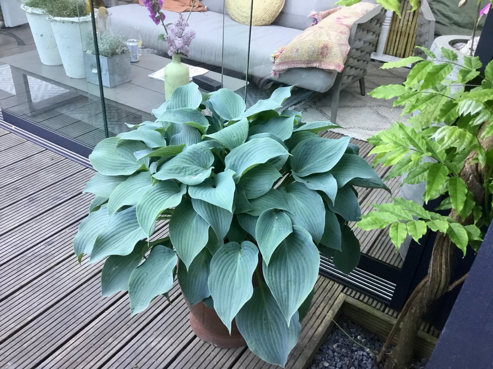 Grote Hosta in pot - Ideaal voor schaduwrijke plekken, Vaste plant, Halfschaduw, Zomer, Ophalen