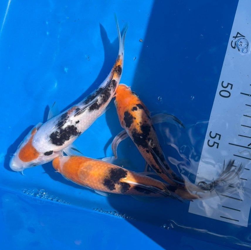 Japanse 3kleur butterfly kois 20-25 cm, Karper of Koi