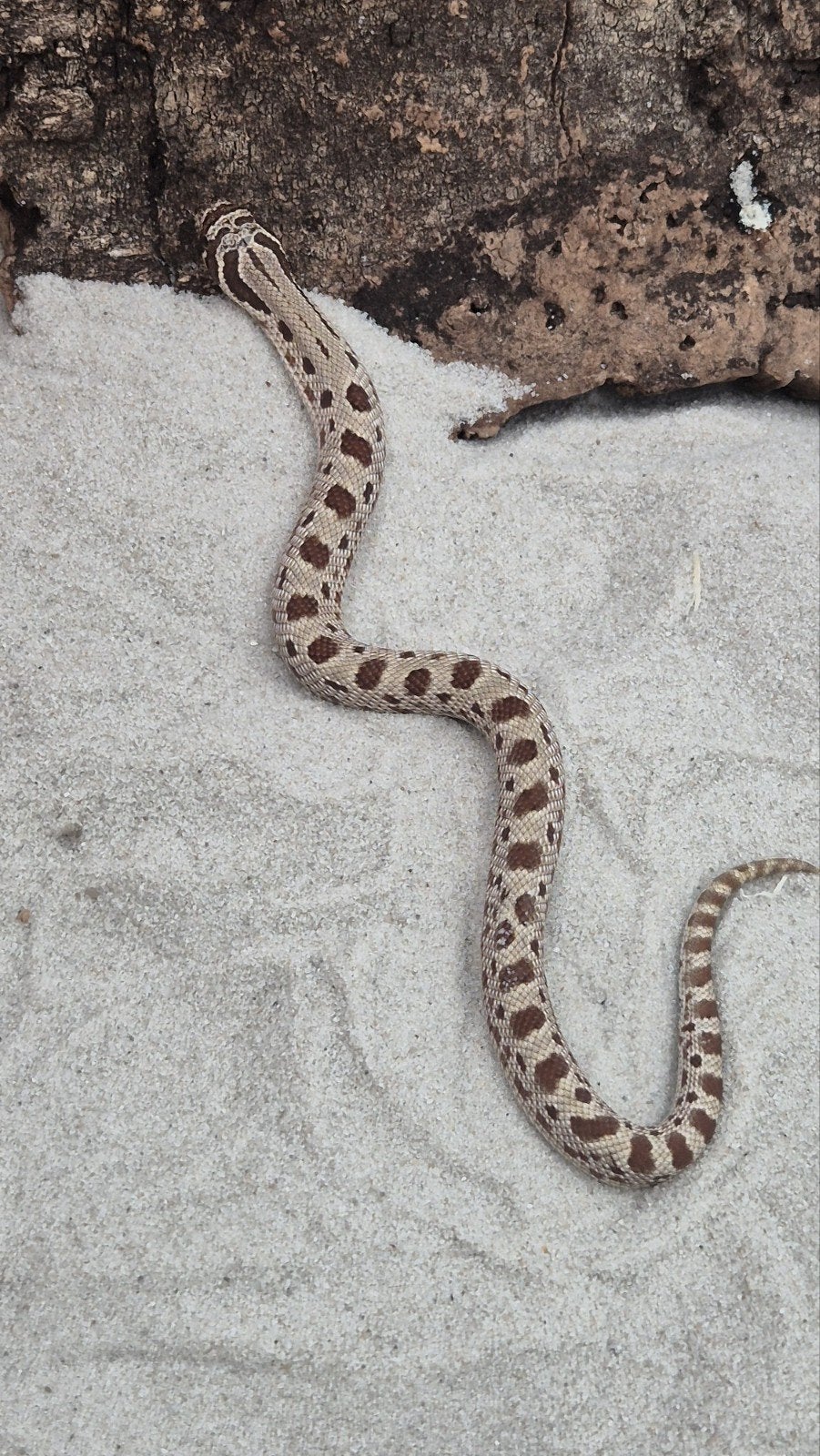 Haakneusslang het toffee Hognose Snake photo 2