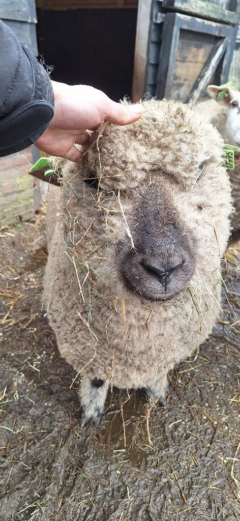 Dekram Hampshire Down, Mannelijk, Schaap
