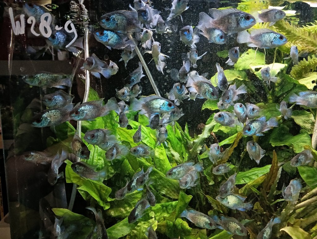 Electric Blue Acara Cicliden (Andinoacara Pulcher), Vis, Zoetwatervis, Schoolvis