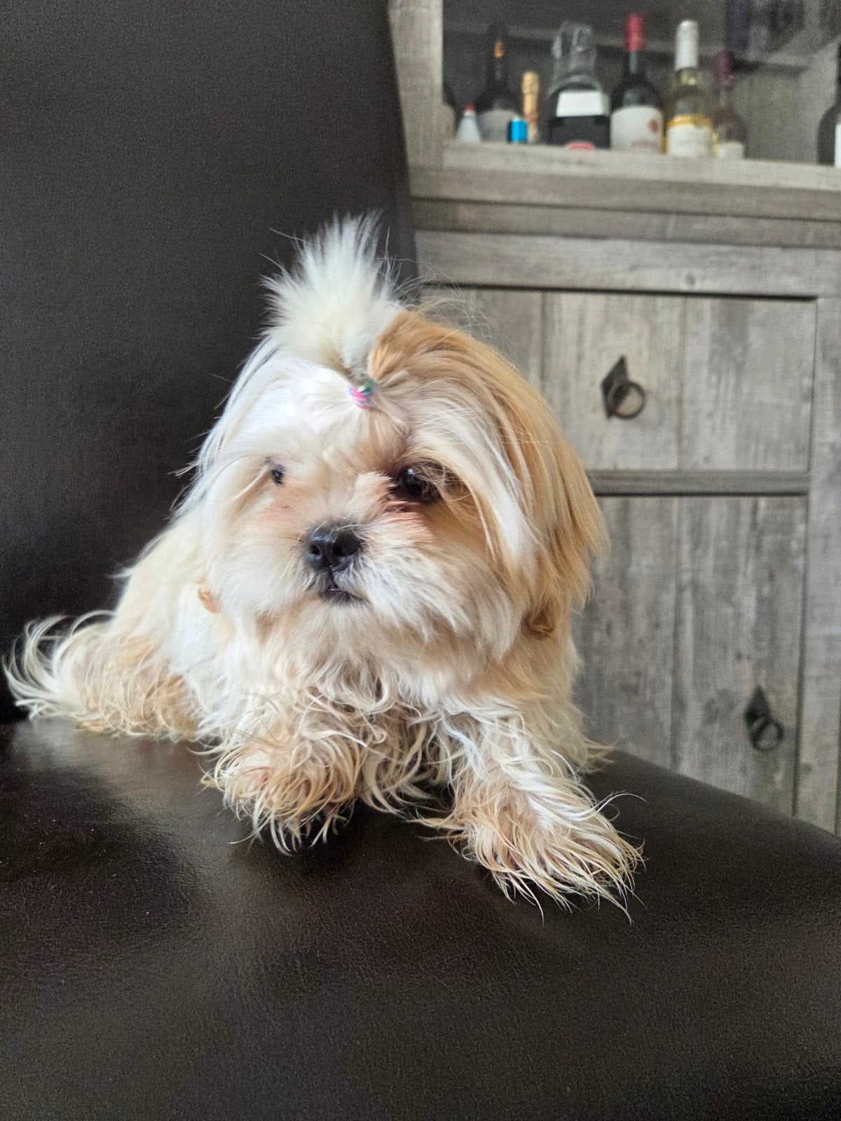shih tzu teefje, 15 weken tot 1 jaar, Overige rassen, Teef, Eén hond