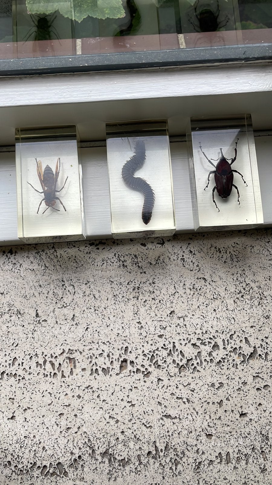 Insecten in kunststof, Ophalen of Verzenden, Zo goed als nieuw