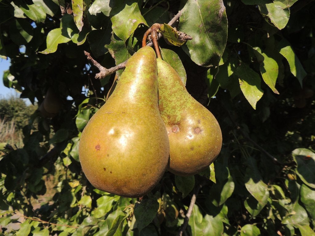 onbespoten peren, Diversen, Levensmiddelen, Ophalen
