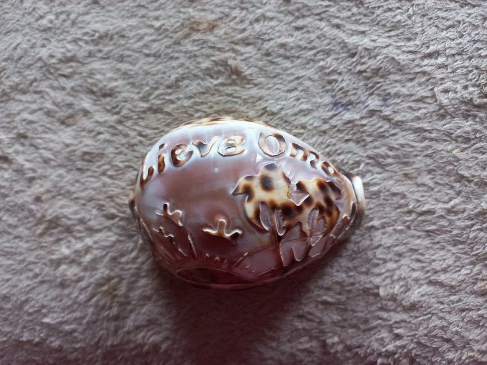 Tijger Kauri Schelp met 'Lieve Oma' en Tropisch Tafereel, Ophalen of Verzenden, Gebruikt