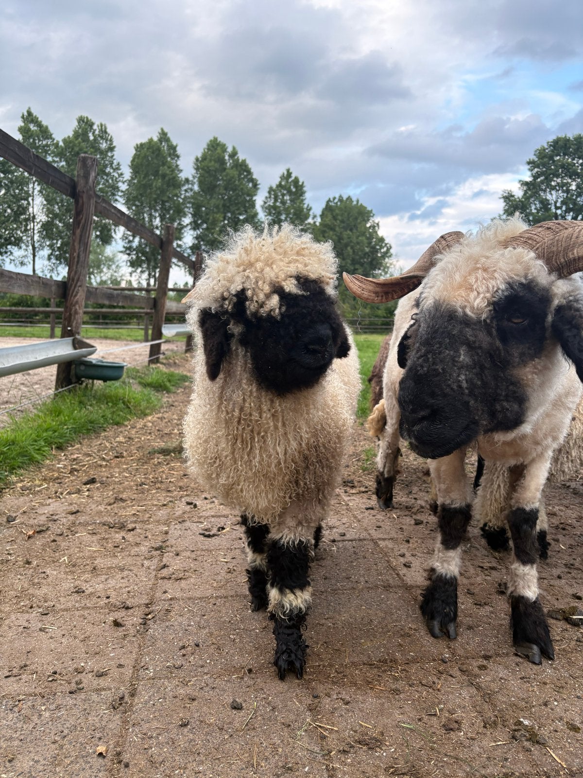 Mooie volbloed Walliser Schwarznase ramlam – april 2026, Dieren en Toebehoren, Mannelijk, Schaap