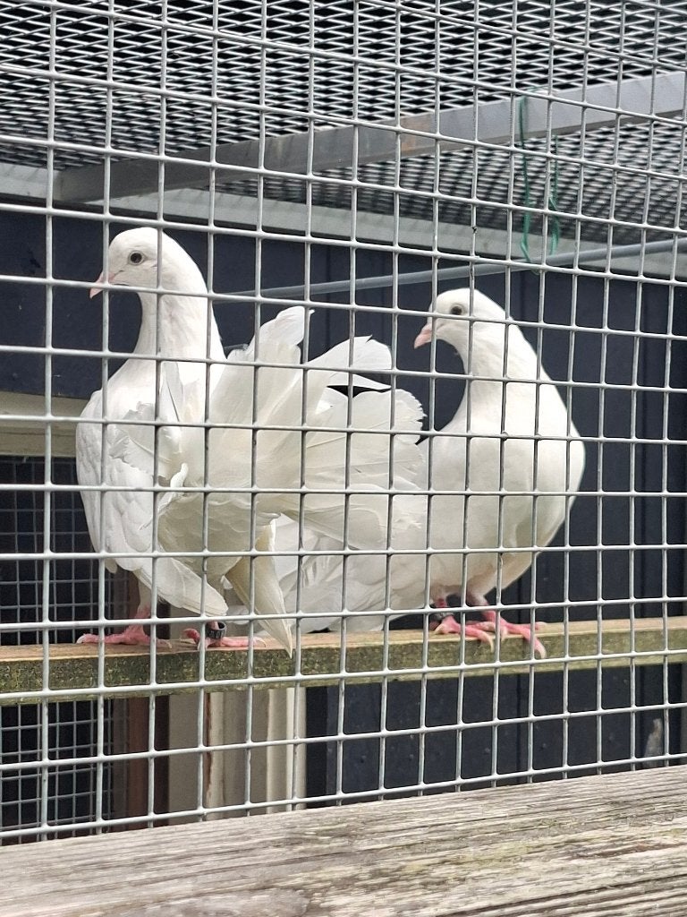 Pauwstaart, Dieren en Toebehoren, Vogels | Duiven, Meerdere dieren, Overige soorten
