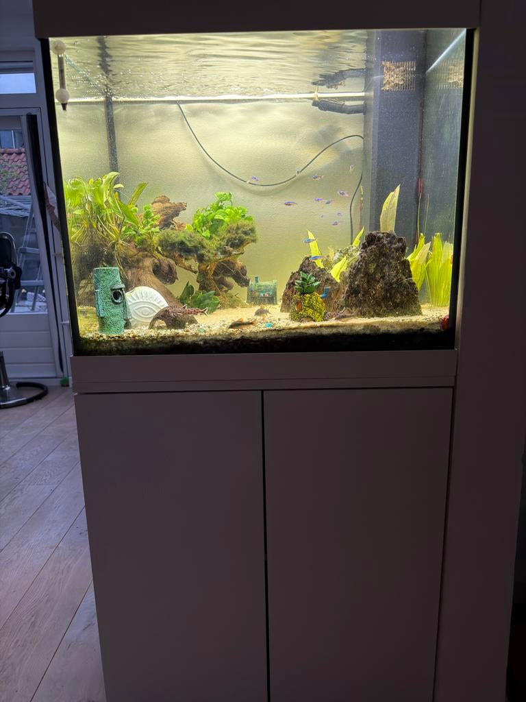 Juwel Lido 200 liter Aquarium, Dieren en Toebehoren, Vissen | Aquaria en Toebehoren, Ophalen, Gebruikt, Gevuld zoetwateraquarium