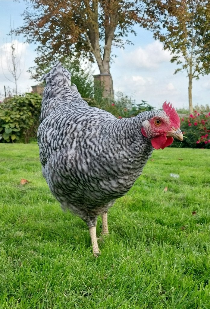 Jonge hollandse blauwe hanen (groot ras), Dieren en Toebehoren, Mannelijk, Kip
