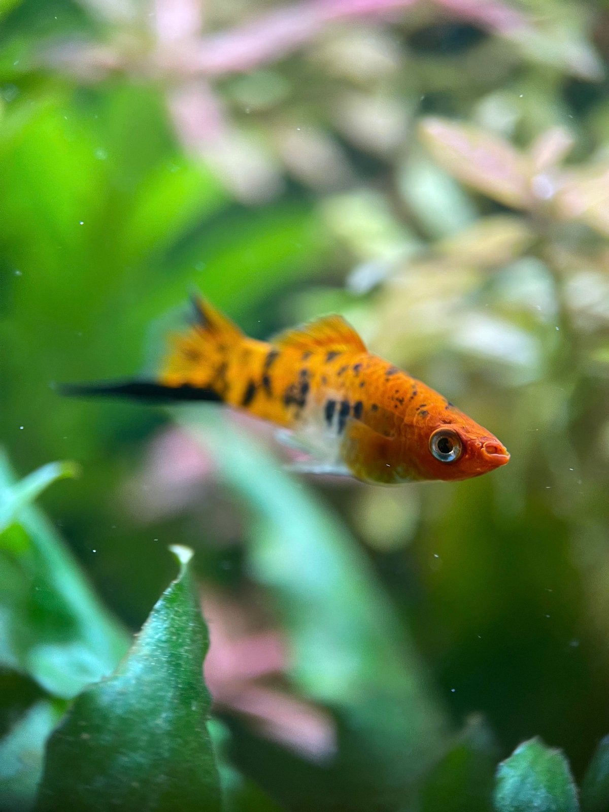 Zwaardrager koi, Vis