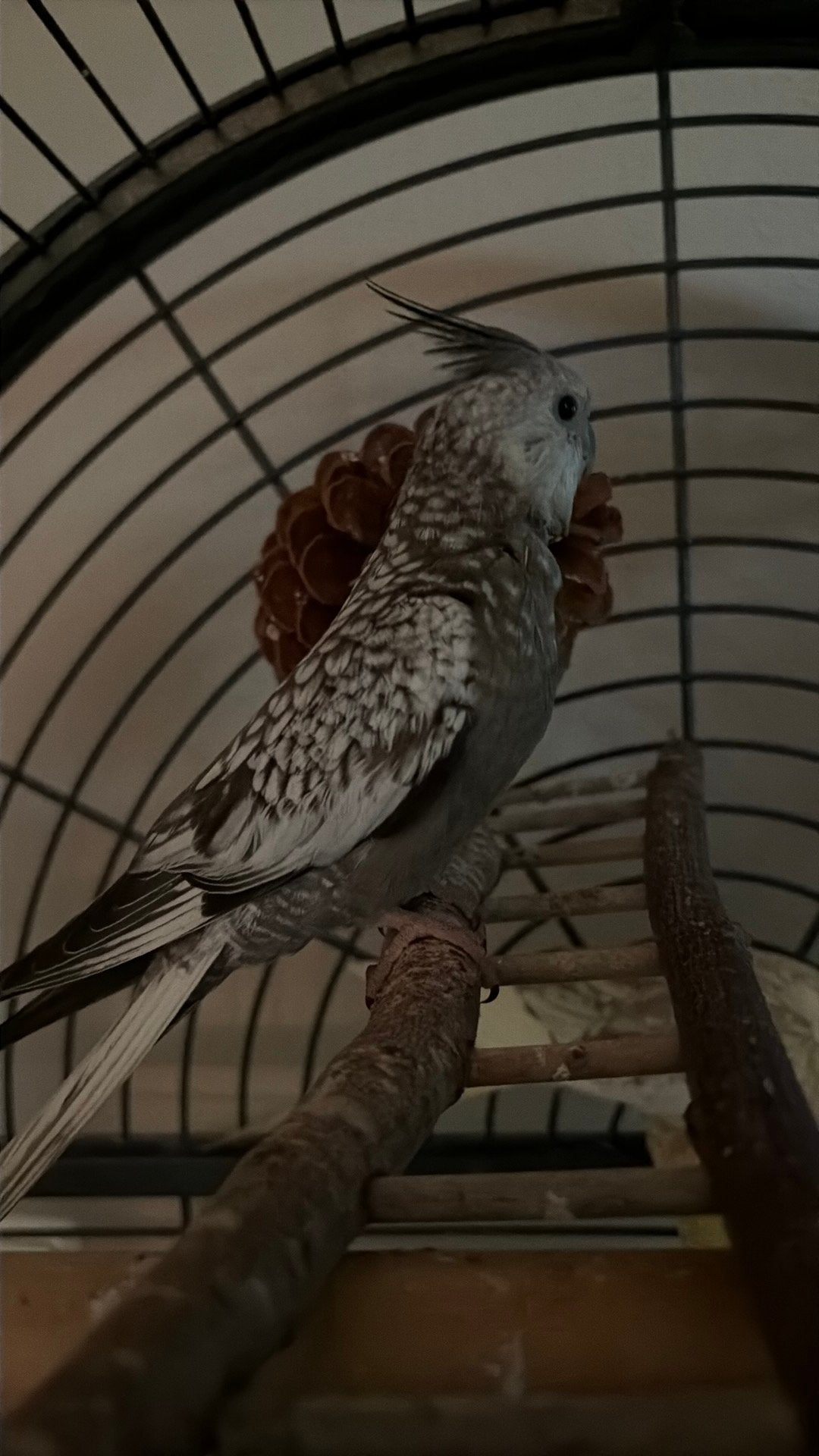 Valkparkiet, Dieren en Toebehoren, Mannelijk