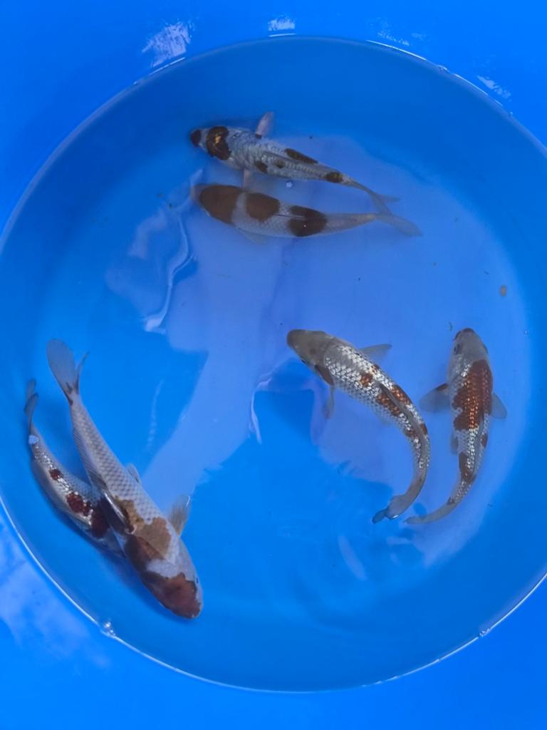 Diverse tosai Kase Marusei en Conias, Dieren en Toebehoren, Karper of Koi