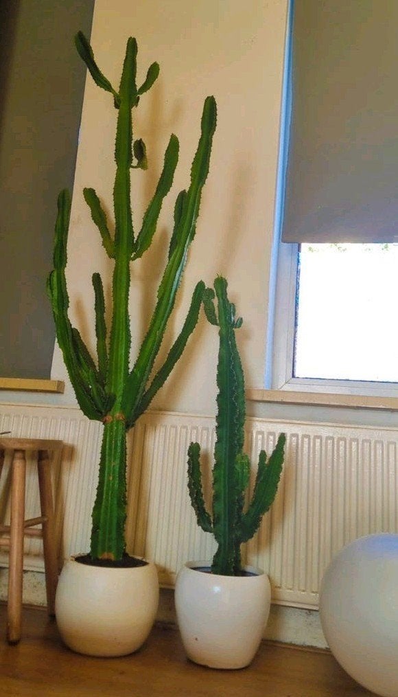 Grote Euphorbia Cactus 170cm, Inclusief pot, Tuin en Terras, Planten | Tuinplanten, Volle zon, Vaste plant, Bloeit niet, Ophalen