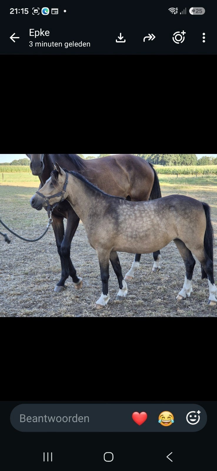 Te koop mooie VALK welsh merrie, Dieren en Toebehoren, Merrie, A pony (tot 1.17m), 0 tot 2 jaar