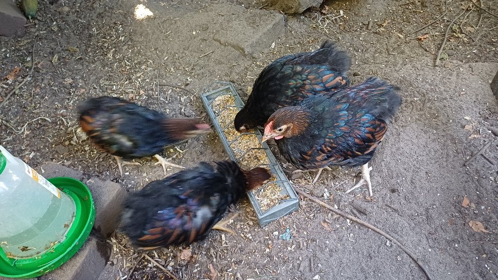 Jonge Wyandotte kriel haantjes, Dieren en Toebehoren, Pluimvee, Mannelijk, Kip