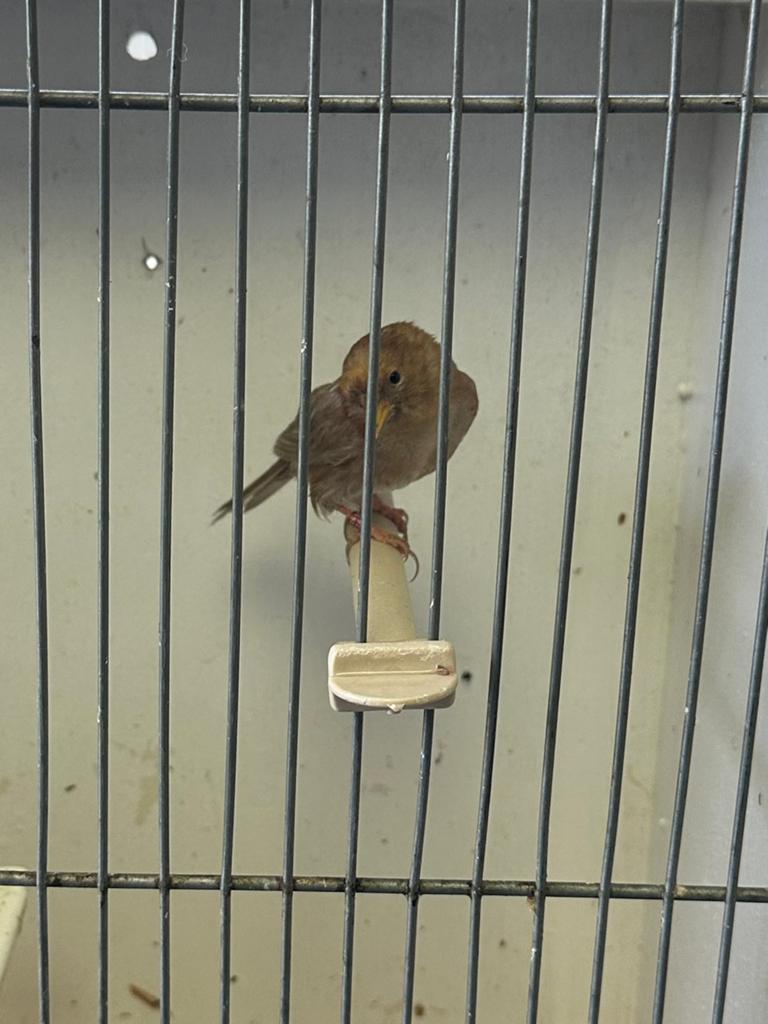 Te koop barmsijs, Dieren en Toebehoren, Vrouwelijk