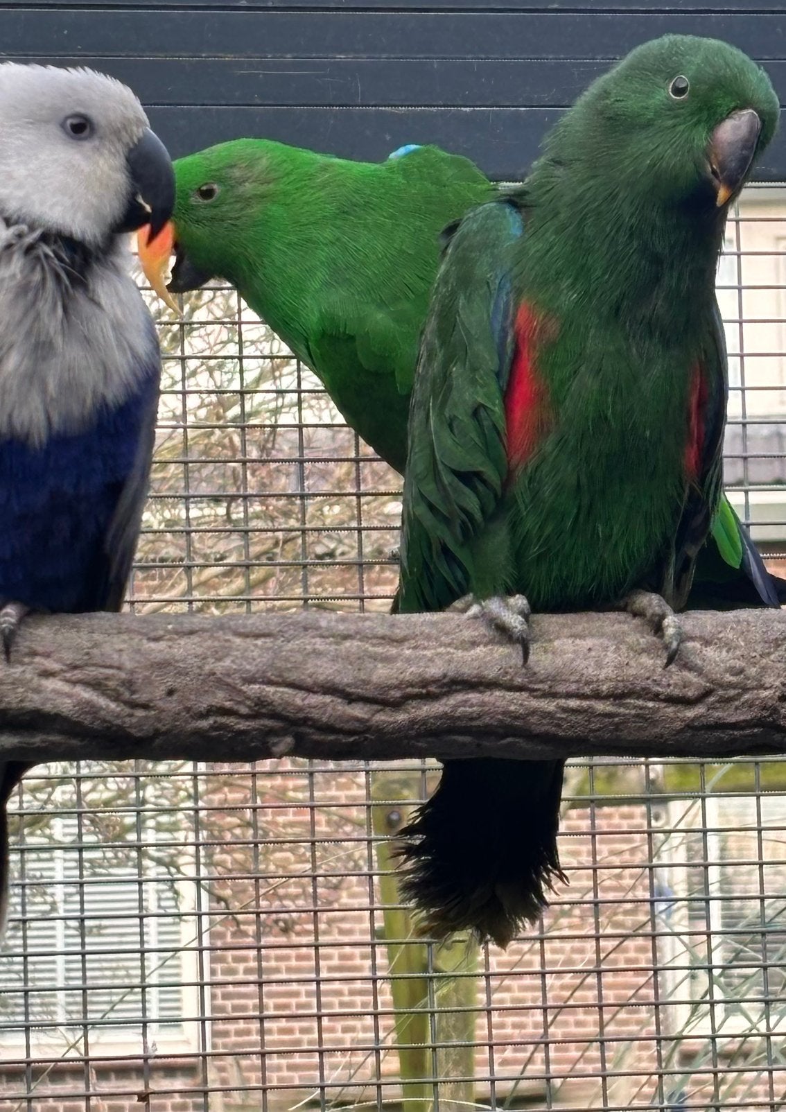 1-0 Split blauwe edelpapegaai, Dieren en Toebehoren, Vogels | Parkieten en Papegaaien, Meerdere dieren, Parkiet, Geringd