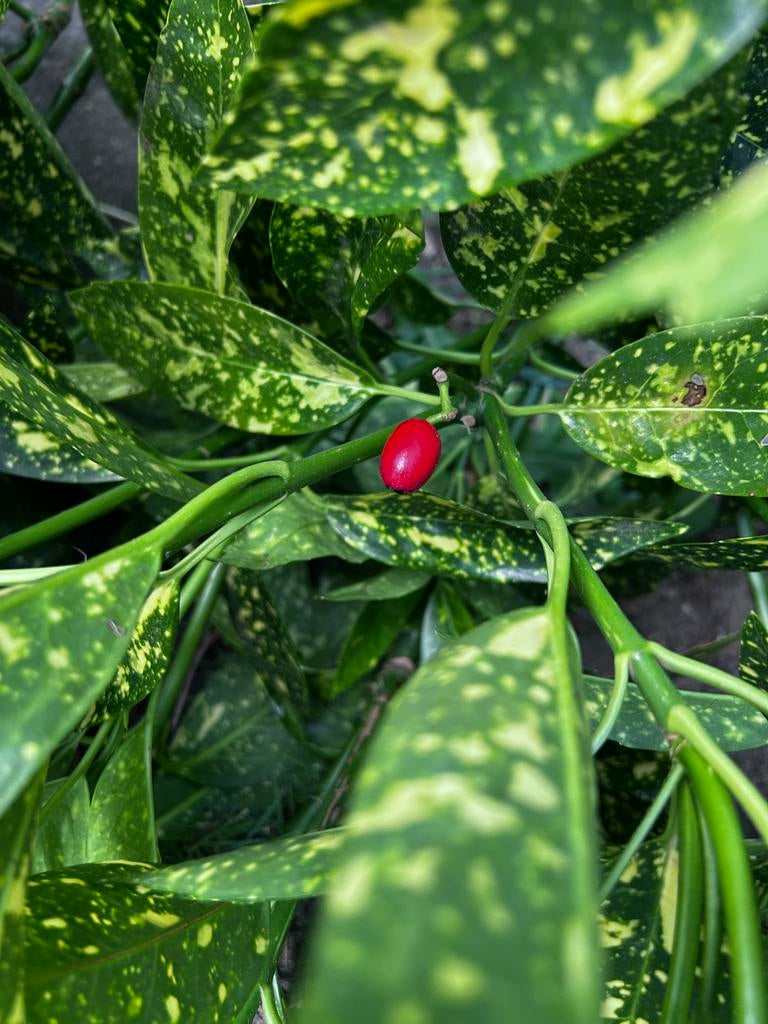 Japanse Aucuba (Aucuba japonica) - Groenblijvende struik, Tuin en Terras, Ophalen, Halfschaduw