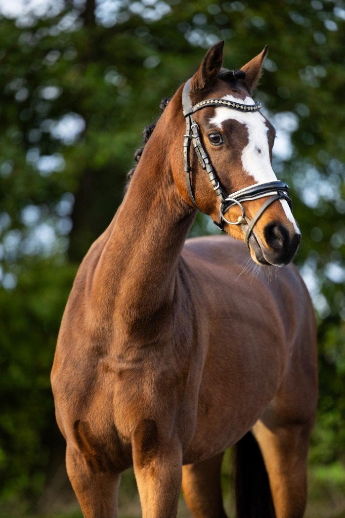 Knappe luxe Welsh E-pony merrie – Z-dressuur, Dressuurpony, 11 jaar of ouder, Merrie, E pony (1.48m - 1.57m)