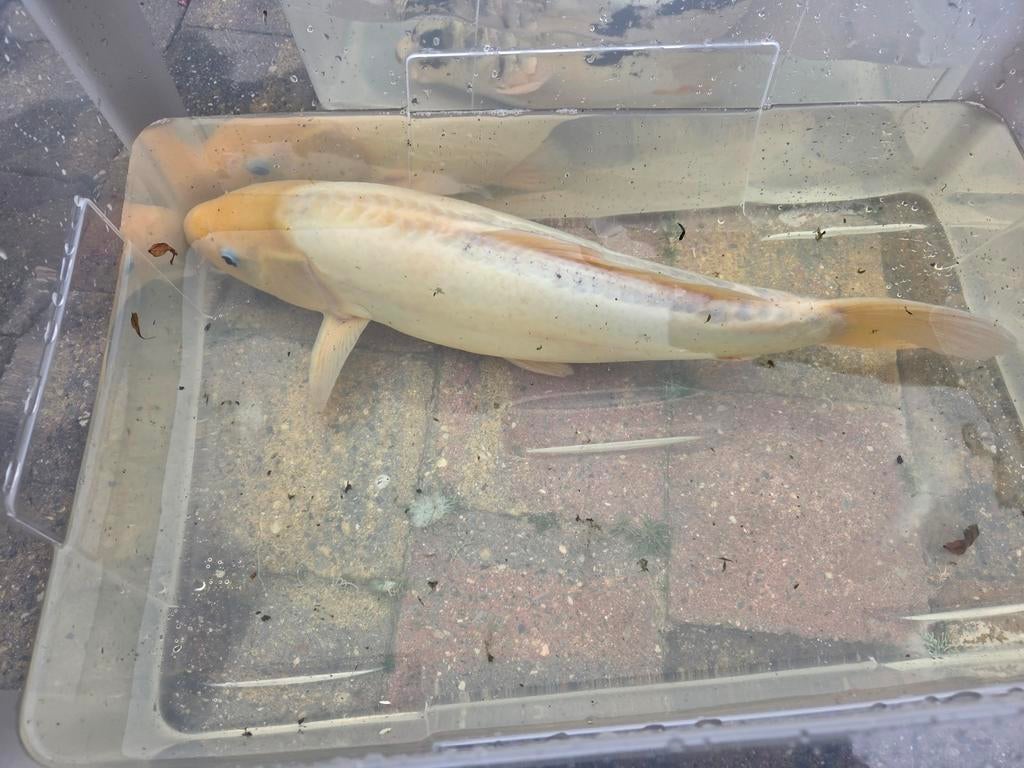 Mooie koi's, Karper of Koi