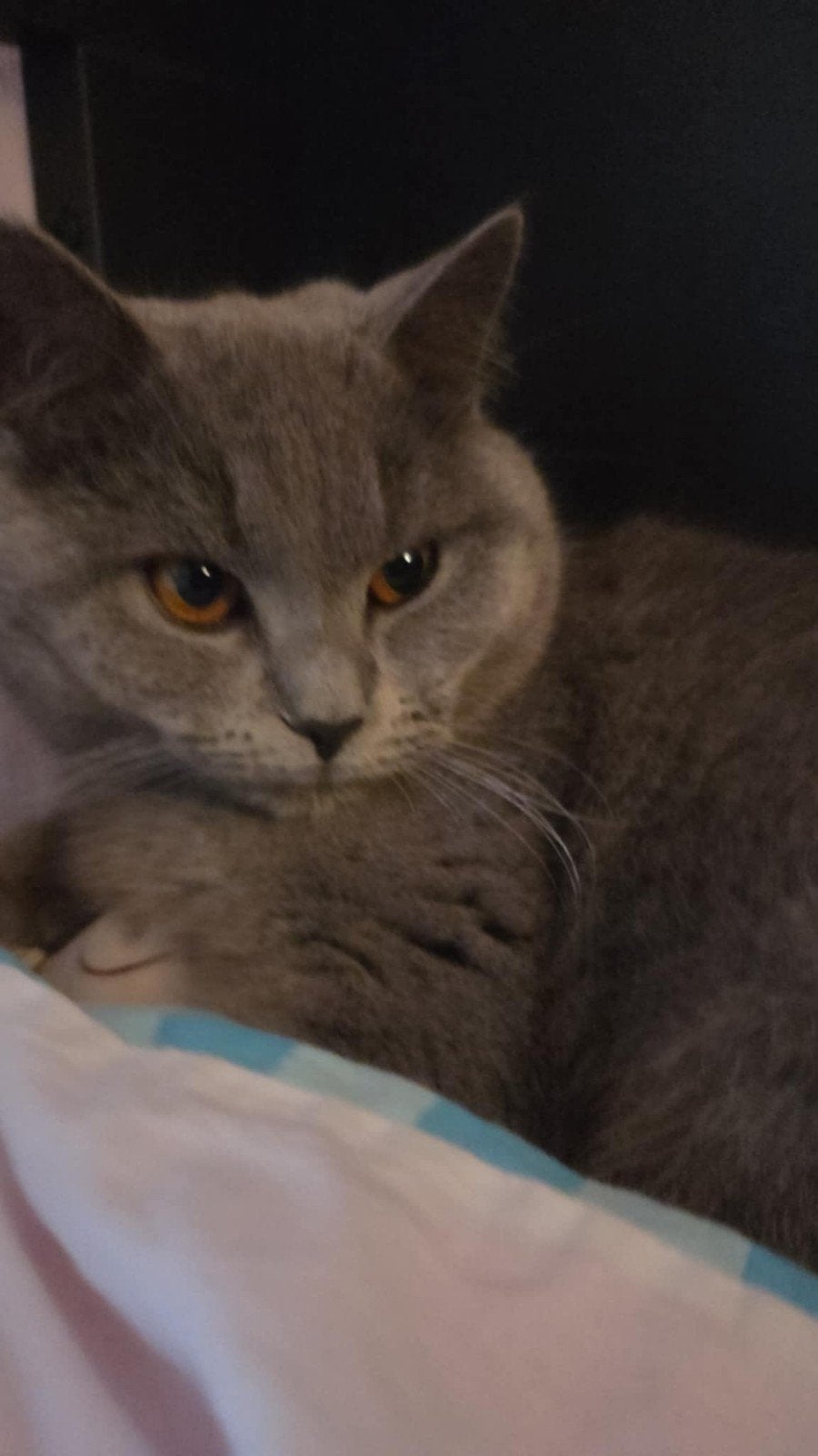 britse korthaar, Kater, Kortharig, 0 tot 2 jaar