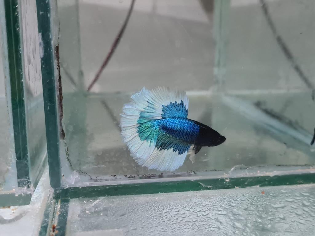 Betta splendens super delta kempvis man