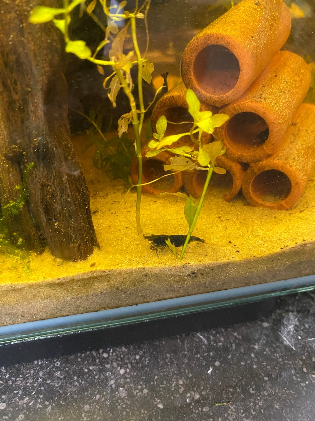 Blue dream Neocaridina garnalen, Dieren en Toebehoren, Kreeft, Krab of Garnaal