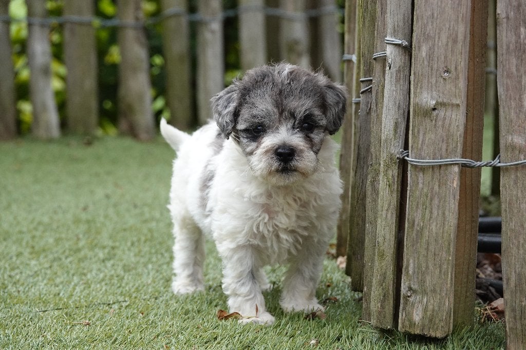 Prachtige Maltipoo pups (Bleu merle en abrikoos), Dieren en Toebehoren, Honden | Chihuahua's en Gezelschapshonden, Parvo, België