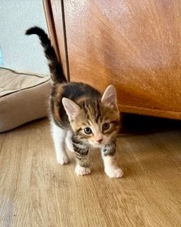 een leuk nestje kittens, Dieren en Toebehoren, Meerdere dieren, Kortharig, 0 tot 2 jaar