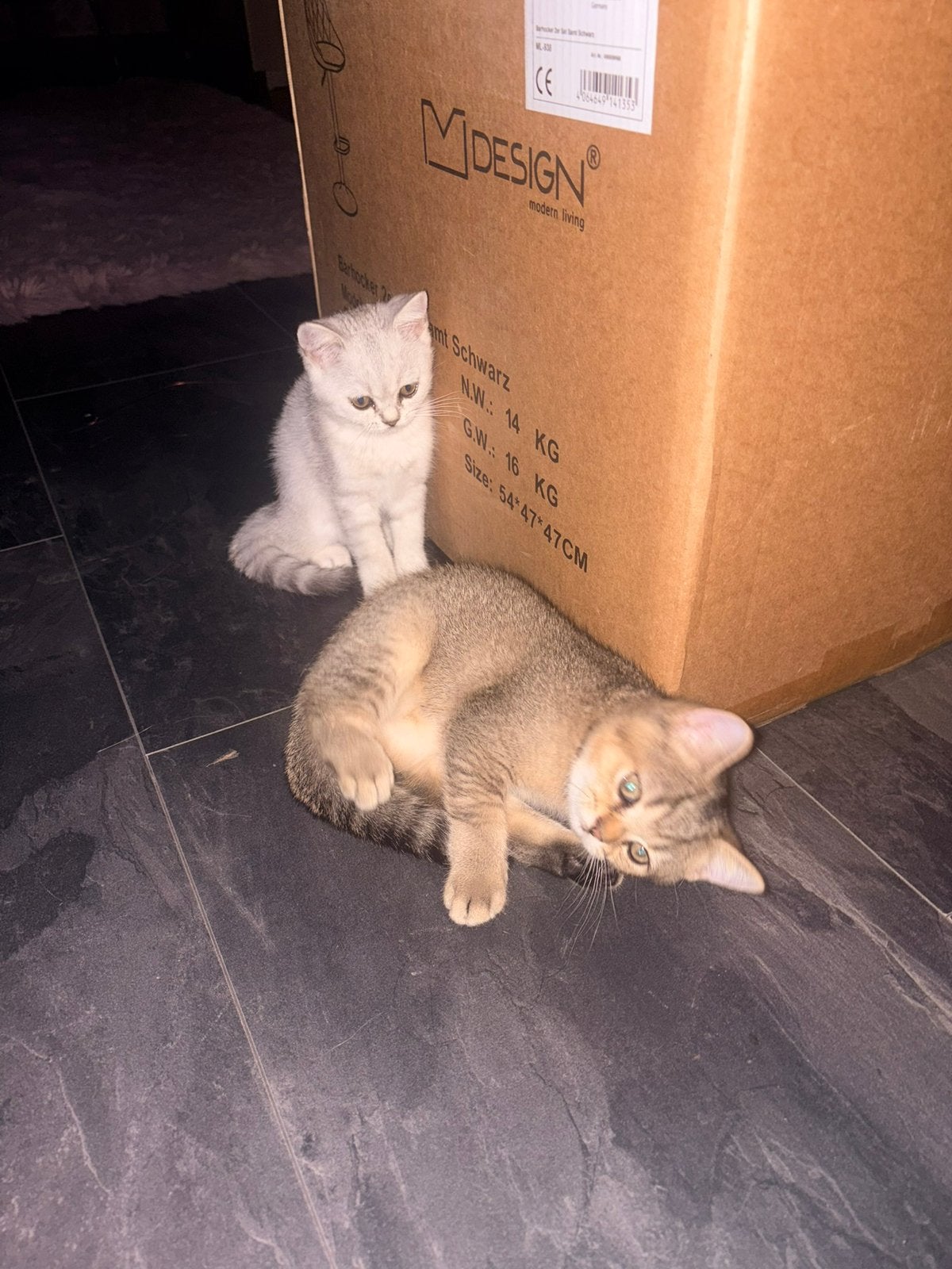 Britse korthaar kittens raszuiver 2x katertjes 2x poesjes, Dieren en Toebehoren, Katten en Kittens | Overige Katten, Poes, Kortharig