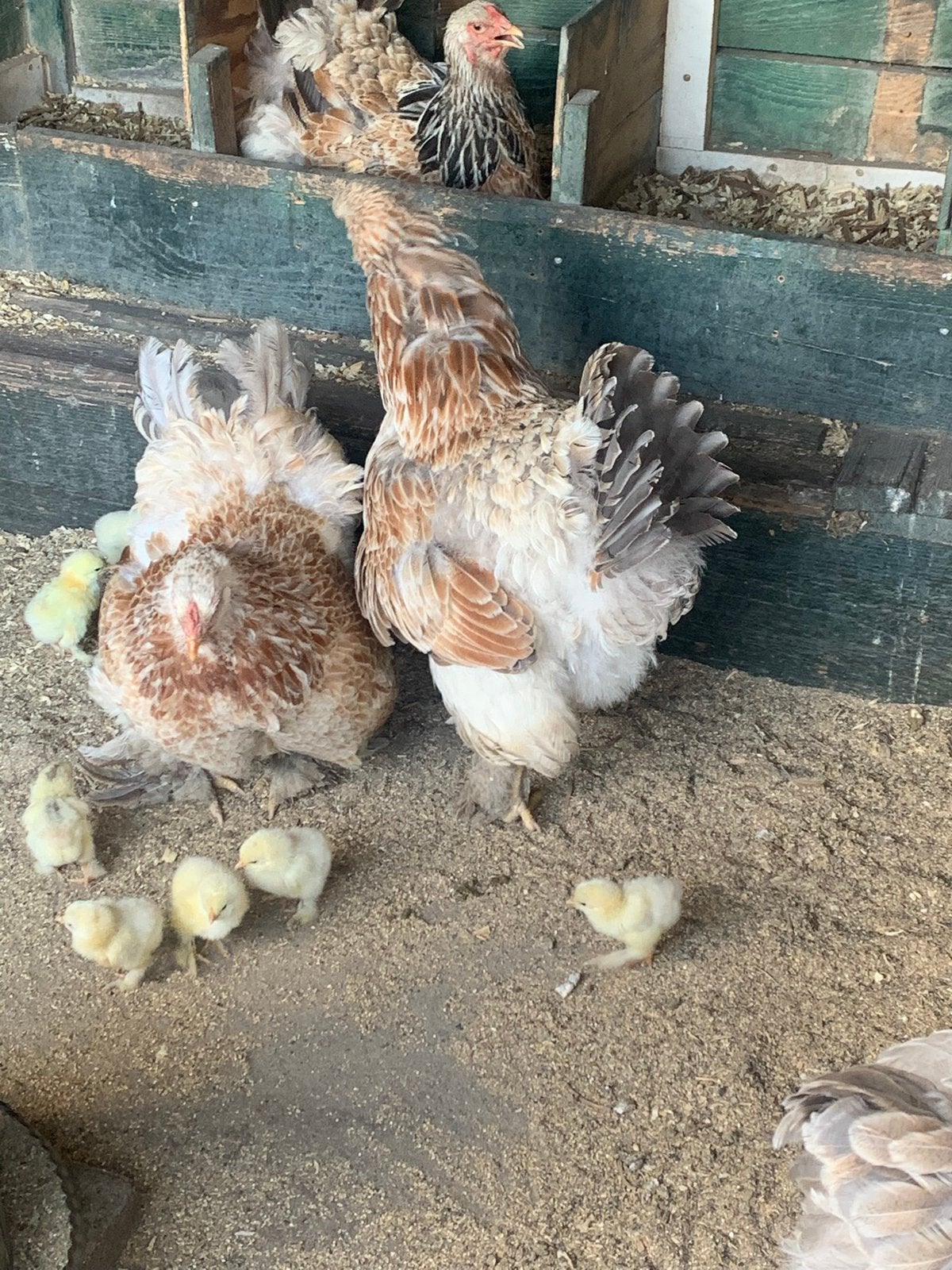 Brahma zalm kuikentjes (weekend 26 september), Dieren en Toebehoren, Geslacht onbekend, Kip