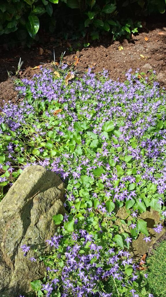 Campanula, Tuin en Terras, Ophalen, Overige soorten, Volle zon
